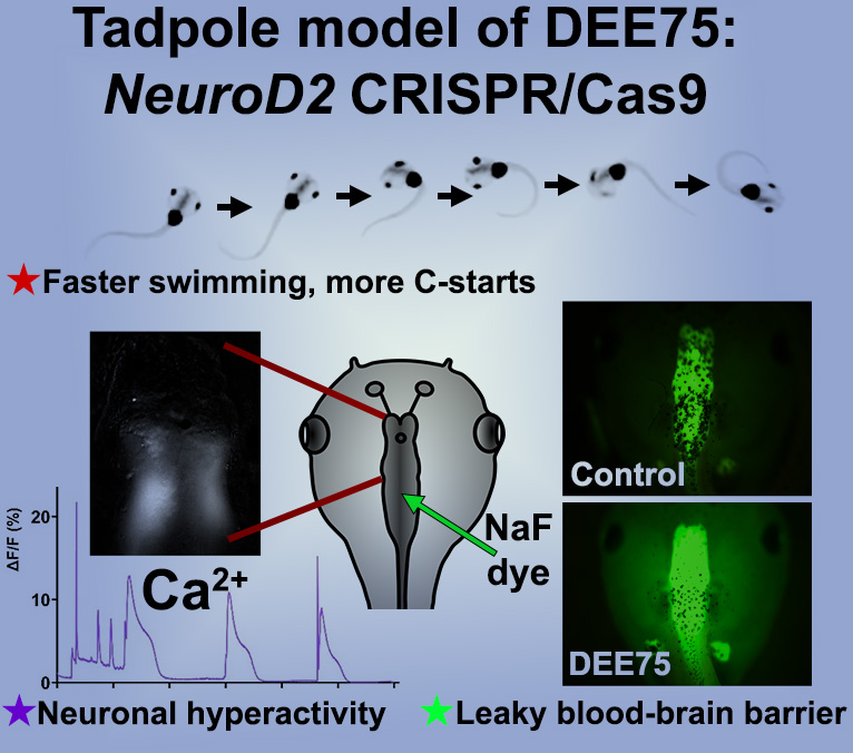 Neurod2 knockdown in Xenopus laevis tadpole brain retains cells in a proliferating, progenitor-like state